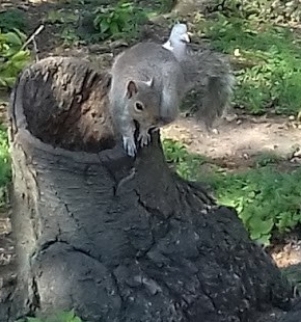 Ecureuil gris dans St James Park
